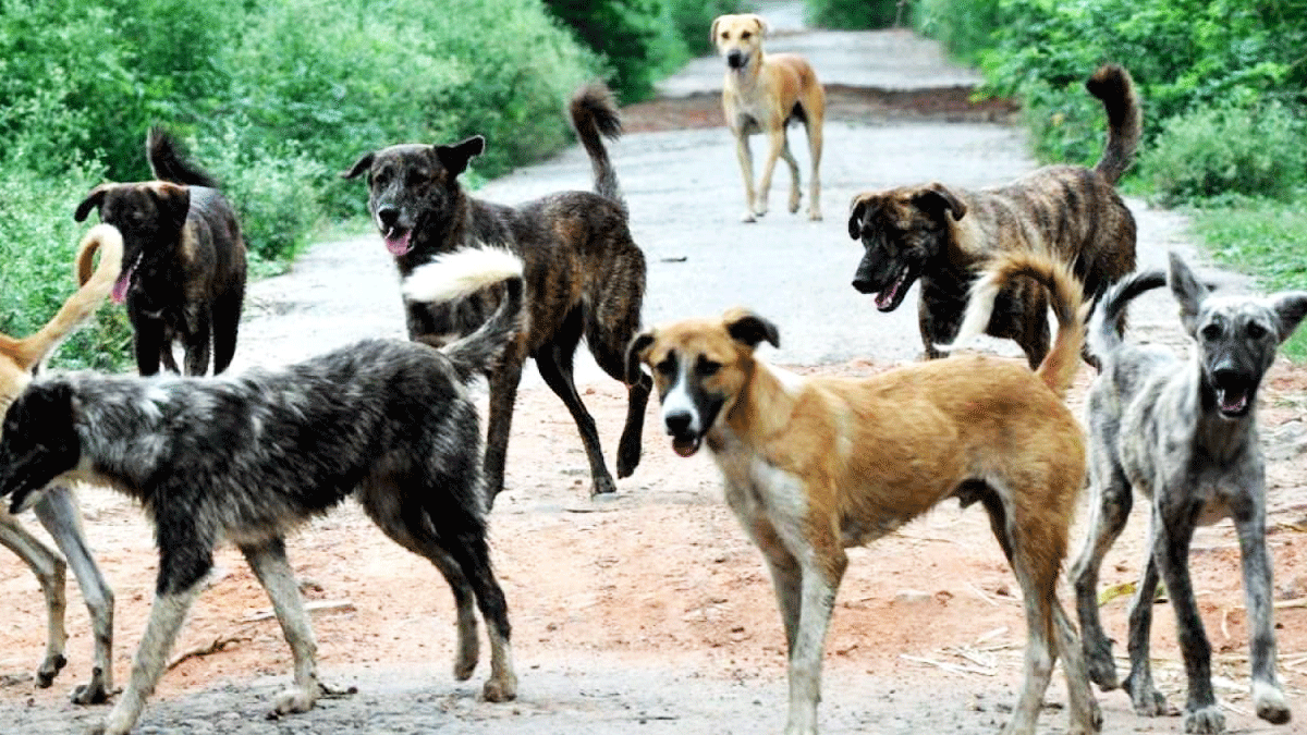 Stray Dogs | दिल्ली के वसंत कुंज इलाके में आवारा कुत्तों ने 5 और 7 साल के भाइयों को मार डाला