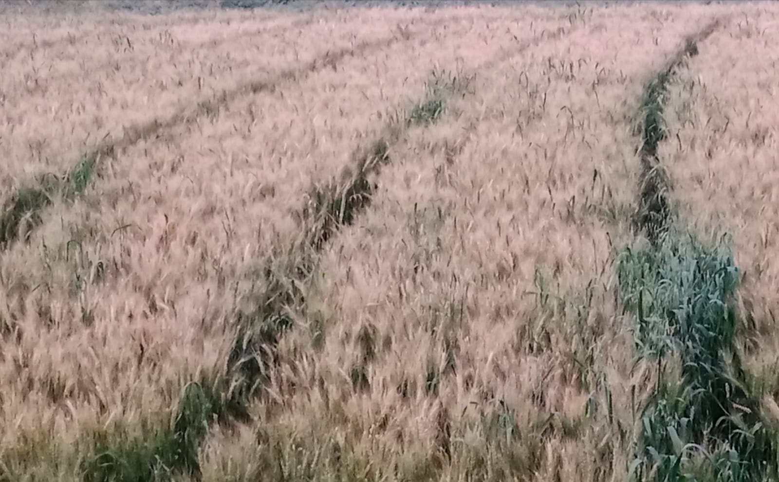 कोहरे से प्रभावित हुई रबी की फसल