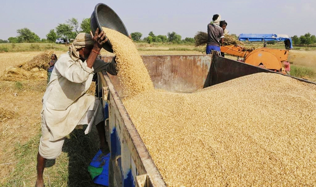 जिले के किसान गेहूं उपार्जन के लिए 1 मार्च तक करा सकते हैं पंजीयन