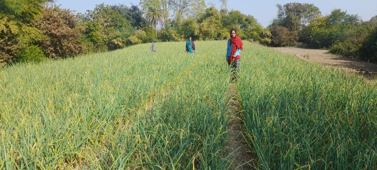 लहसुन के भाव का अंतर बढ़ा रहा किसानों की बेचैनी