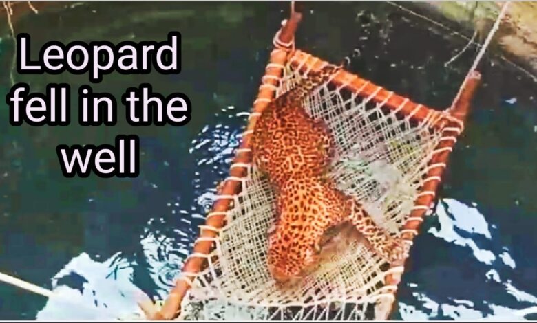 leopard fell in the well