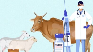 Fmd vaccination