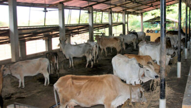 Animal husbandry