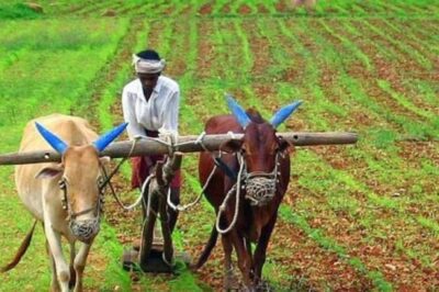 सोयाबीन उत्पादक किसानों का संघर्ष रंग लाया- हंसराज मंडलोई