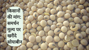 Soybean