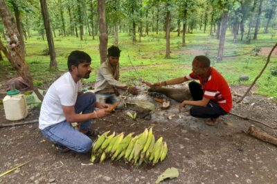 किसानों को मेहनत का मीठा फल दे रही स्वीट कॉर्न