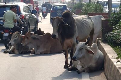 आवारा पशुओं के नियंत्रण को लेकर निकले आदेश पर जिम्मेदारों का ध्यान नहीं- राहुल पंवार