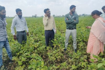 लगातार बारिश से फसलों को नुकसान, सोयाबीन में इल्ली की शिकायत