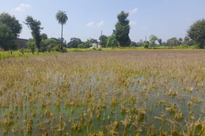 बेमौसम बारिश कर रही फसल को प्रभावित