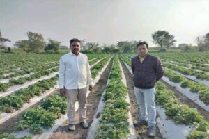 Strawberry farming