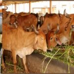 Milk production in mp