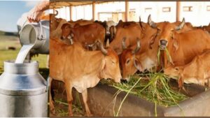 Milk production in mp