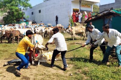 वर्षों पुरानी छाबड़ा एवं गोवर्धन पूजन की परंपरा निभाई