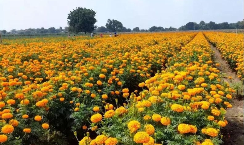 गेंदा की खेती