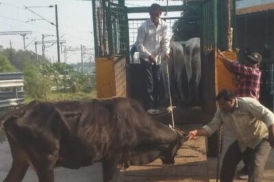 भटकती गायों को गोशाला भेजेंगे, कोई नेता हस्तक्षेप कर दबाव बनाता है तो उसका नाम सार्वजनिक करेंगे- धर्मेंद्रसिंह बैस