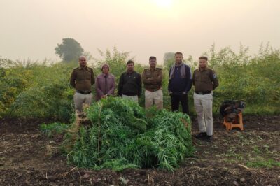 गांजे की अवैध खेती पर दबिश, आठ लाख से अधिक कीमत का 87 किलोग्राम गांजा जब्त, आरोपी गिरफ़्तार