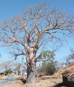 Baobab Trees