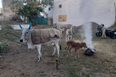 दुधारू और अन्य पालतू पशुओं को ठंड से बचाने के लिए विशेष प्रबंध करें- डॉ. विजय शर्मा