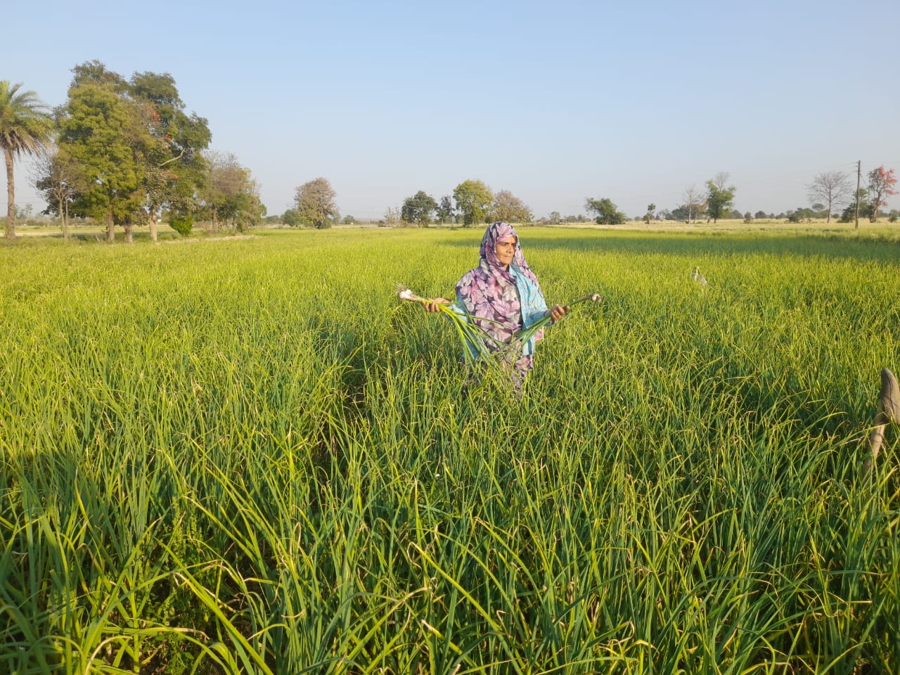 लहसुन की खेती