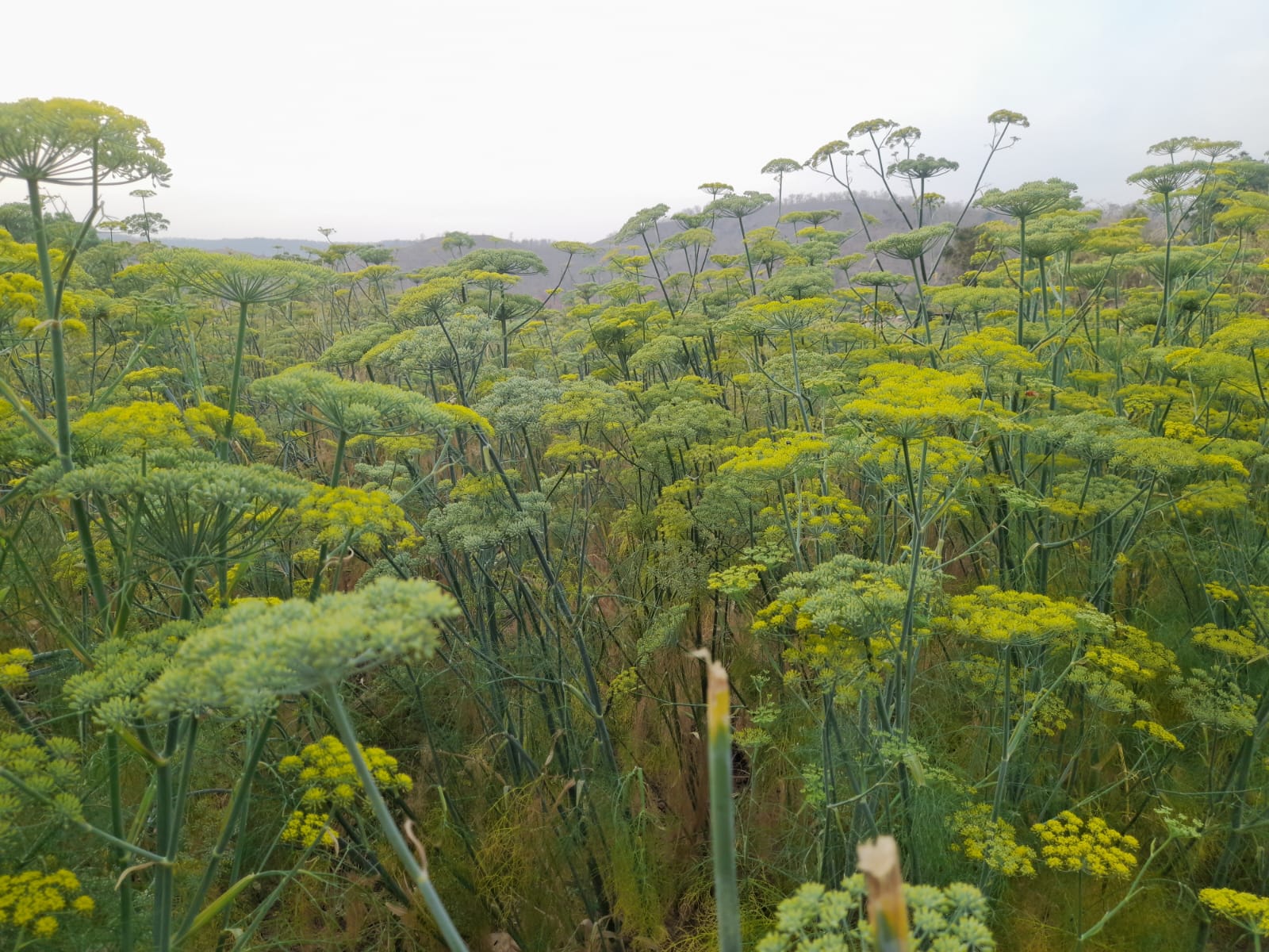 सौंफ की खेती