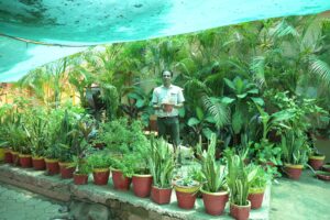 Green plants