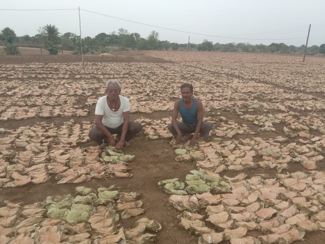 तेंदूपत्ता