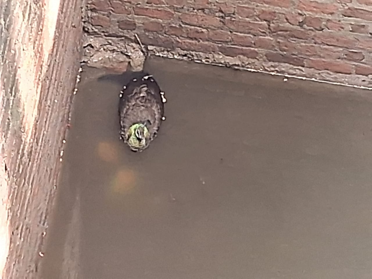 मोर