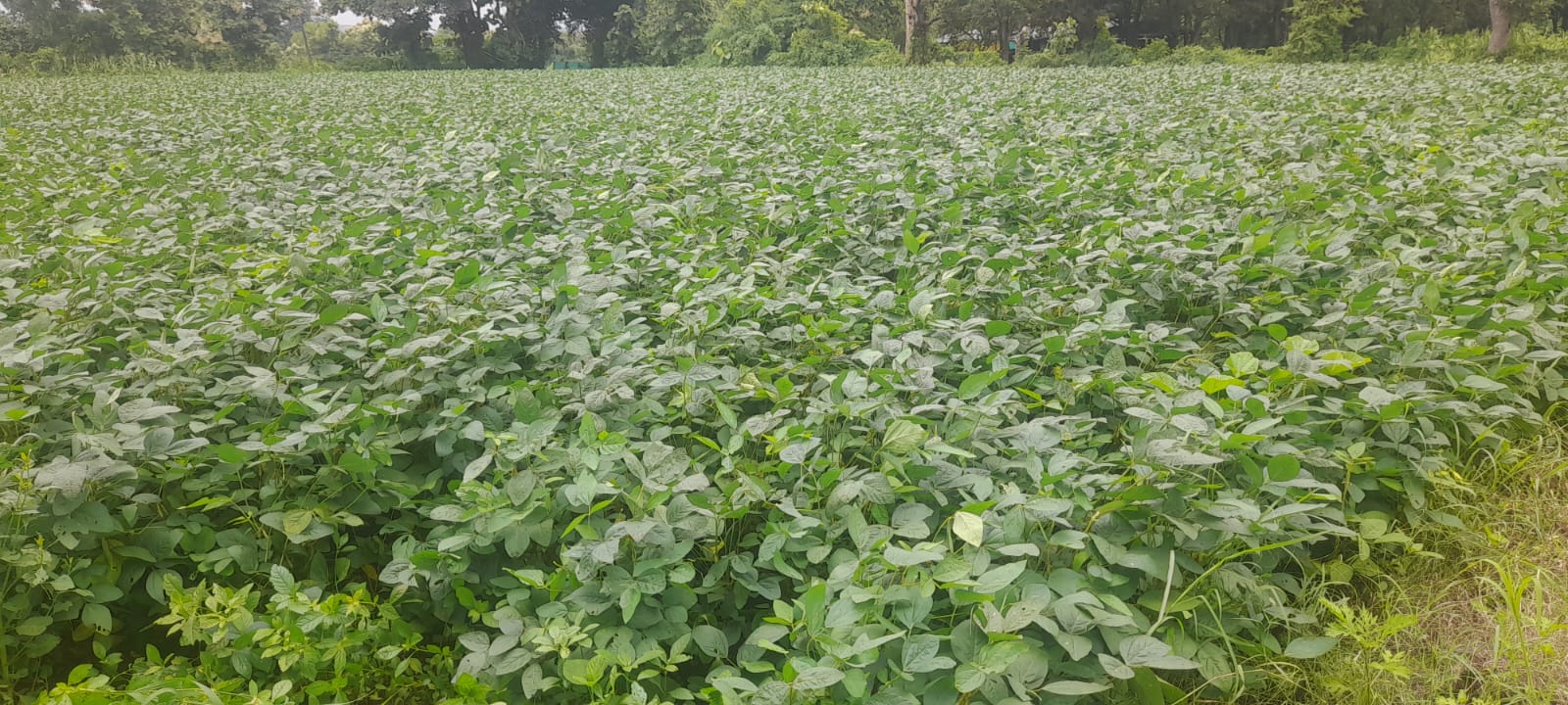 Soyabean crop
