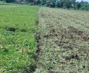 सोयाबीन