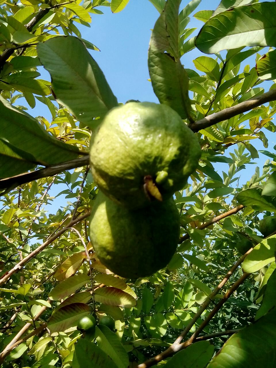 guava