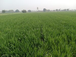 गेहूं की फसल
