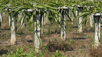 Dragon Fruit farming