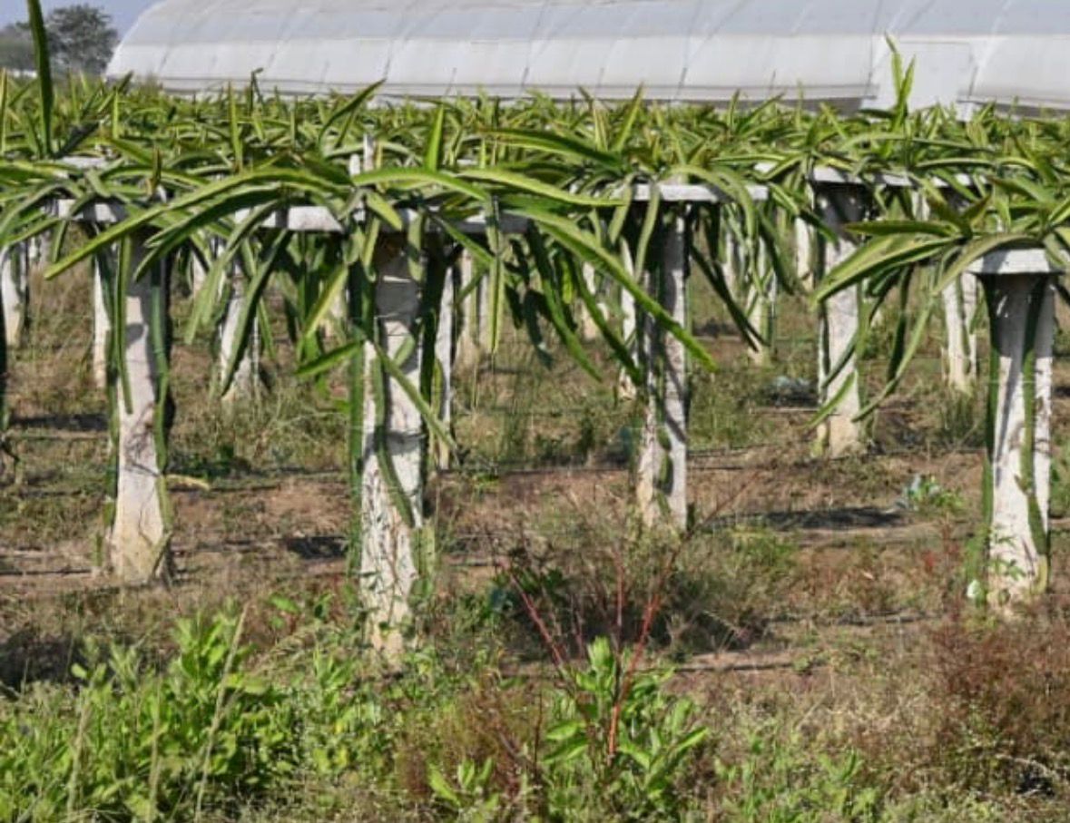 Dragon Fruit farming