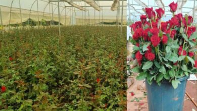 फूलों की खेती