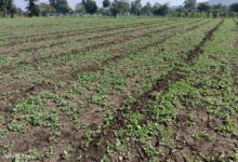 अश्वगंधा