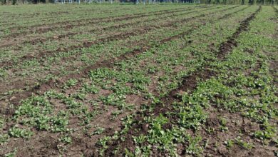 अश्वगंधा