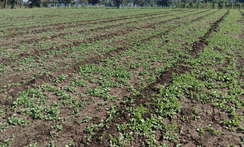 अश्वगंधा