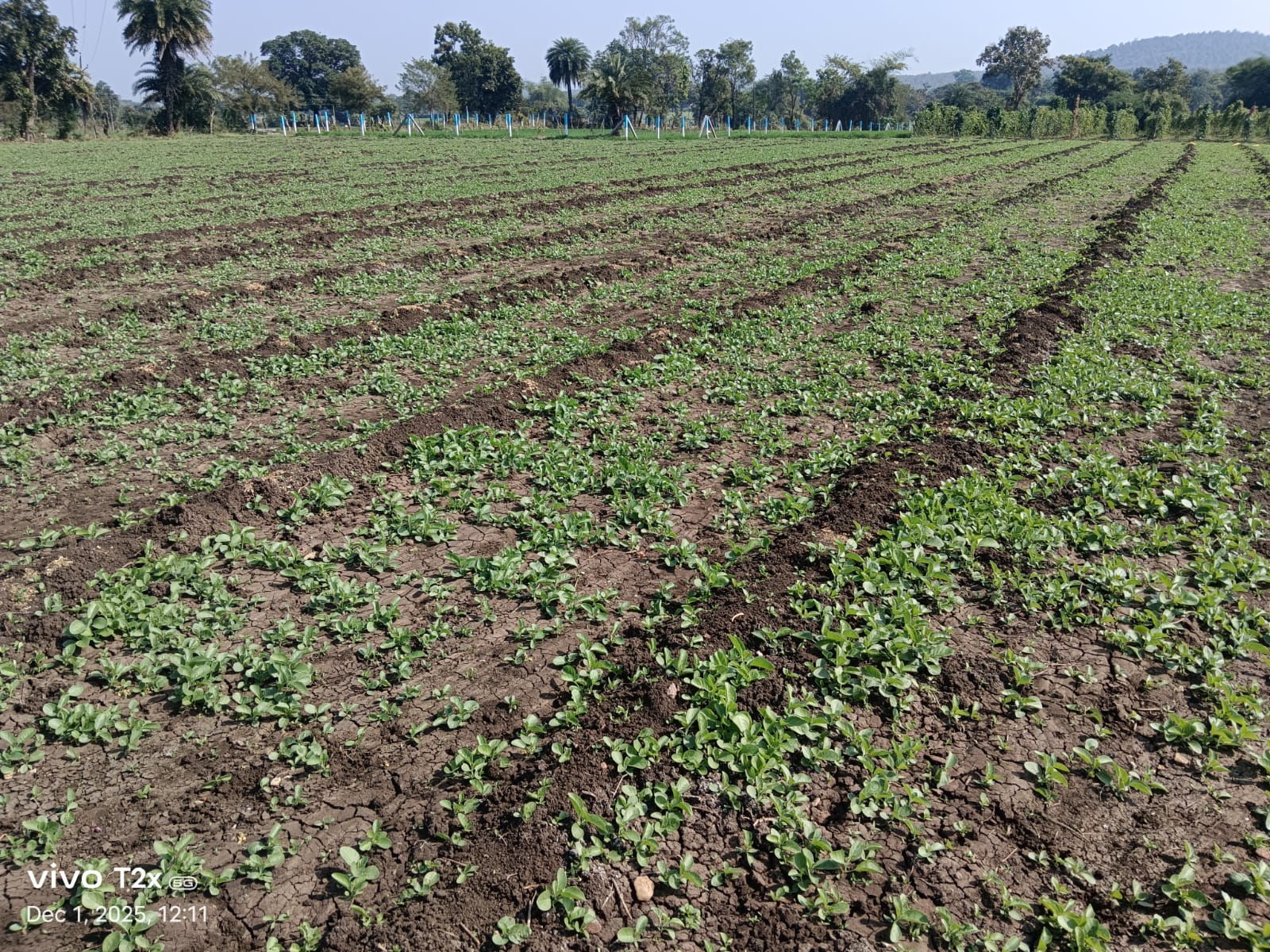 अश्वगंधा