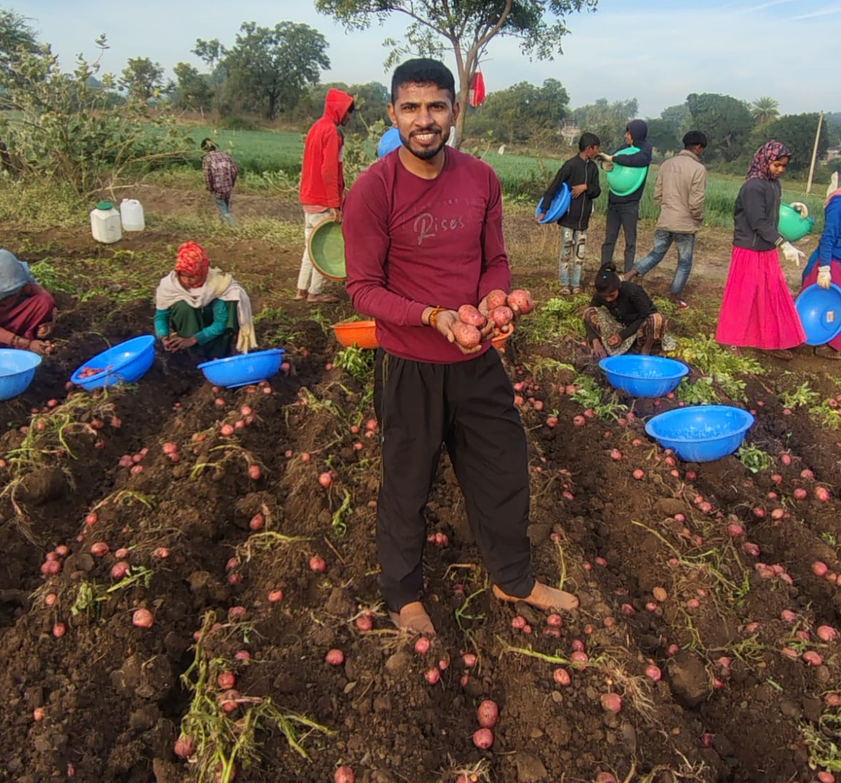 potato farming