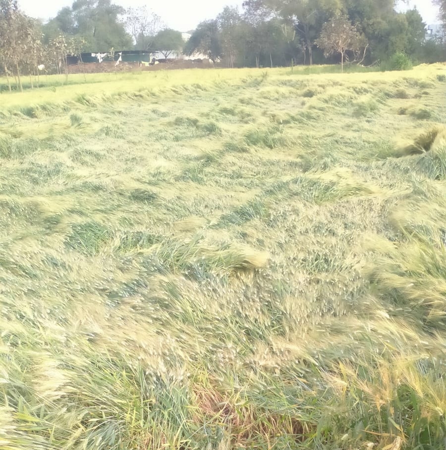 Wheat crop