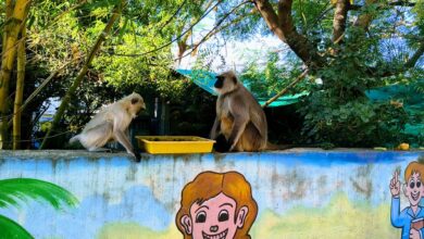 देवास में गर्मी में स्कूल परिसर में रखे सकोरे से पानी पीते हुए बंदर