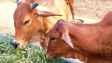 cow and calf eating green fodder in madhya pradesh dairy farming