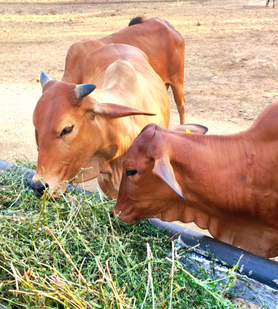 cow and calf eating green fodder in madhya pradesh dairy farming