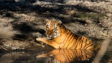 खिवनी अभयारण्य में बाघों की मौजूदगी और प्राकृतिक जंगल का दृश्य