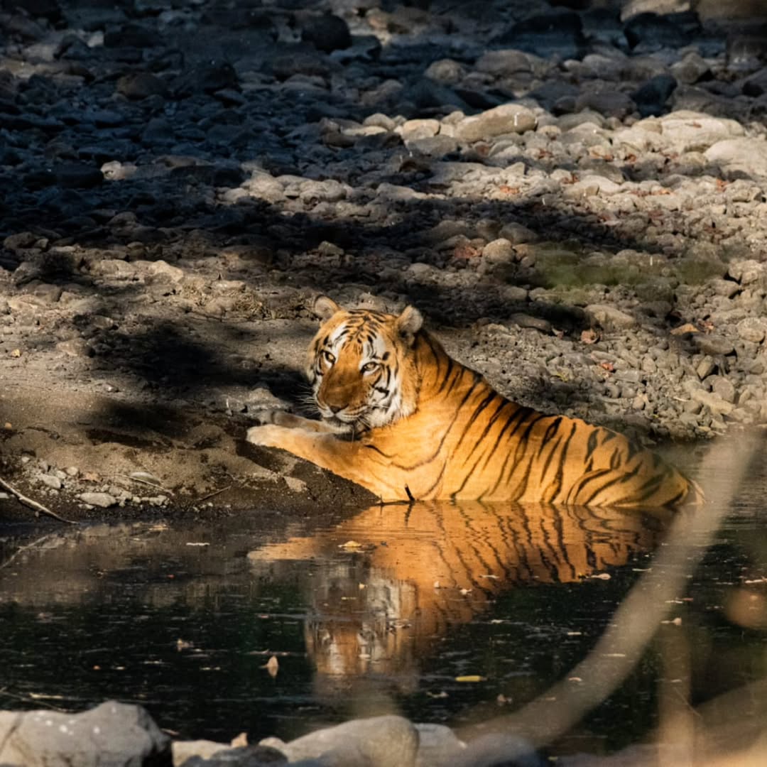 खिवनी अभयारण्य में बाघों की मौजूदगी और प्राकृतिक जंगल का दृश्य