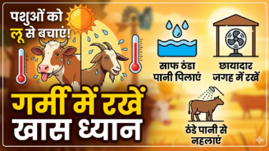 गर्मी में पशुओं को लू से बचाने के उपाय दिखाता हुआ चित्र