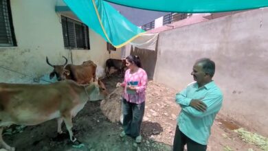गायों की सेवा करते हुए।
