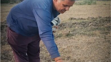 किसान जगदीश नागर द्वारा चींटियों को घी और शक्कर मिला आटा खिलाने का दृश्य