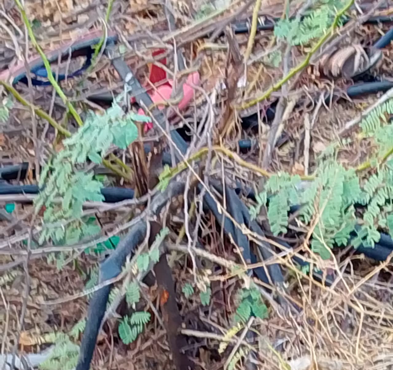 माता टेकरी पर बिखरे पड़े ड्रिप सिस्टम के पाइप।