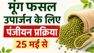मूंग फसल उपार्जन पंजीयन प्रक्रिया से संबंधित प्रतीकात्मक तस्वीर।